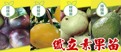 榴槤果苗