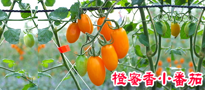 橙密香小番莙