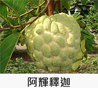 釋迦