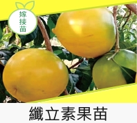 纖立素