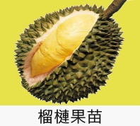 榴槤果苗