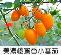 橙蜜香小蕃茄